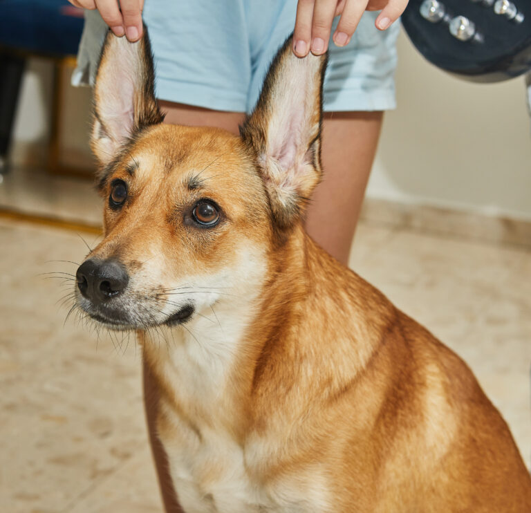 How Pets Impact Your HVAC System